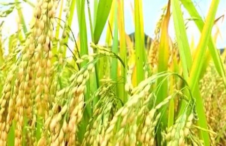 丰收中国·云南广南：“八宝米”喜获丰收 标准化生产带动增收