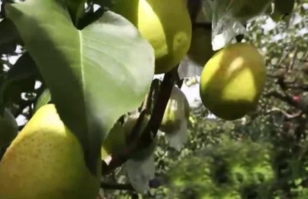 丰收中国·天津：万亩梨园果飘香 科学种植助丰收