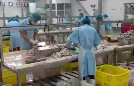 丰收中国·江苏如皋：小黑鱼“游”出完整产业链