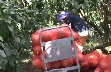 丰收中国·福建永泰：柚子套袋种植 提高“颜值”和品质