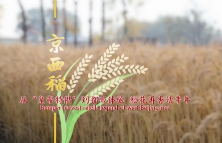 中国范儿 | 京西稻：从“皇帝特供”到都市体验 稻花再香话丰年