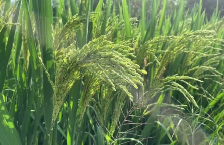 水稻收割在即 稻飞虱防治很关键