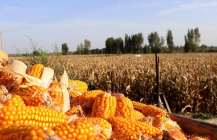 甘肃：“田保姆”让村民当起“甩手掌柜”