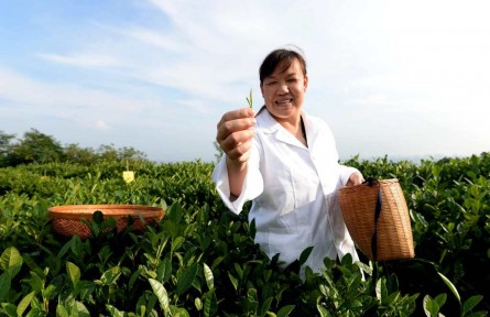 田丽丽：茶学博士让百亩茶园“起死回生”