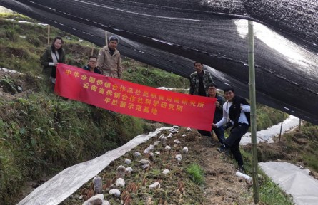 食用菌产业助力怒江州乡村振兴