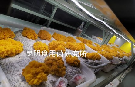 昆明食用菌研究所赴陕西柞水开展金耳栽培技术服务