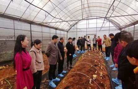 昆明食用菌研究所成功选育大球盖菇新品种 “中菌金球盖1号”