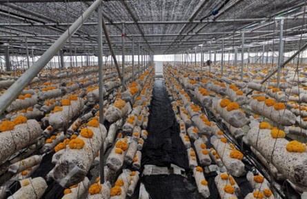 昆明食用菌研究所落实习近平总书记指示精神开展木耳产业科技服务