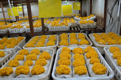 昆明食用菌研究所联合开发金耳工厂化栽培技术成效初现