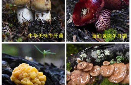 昆明食用菌研究所野生菌种质资源调查 云南省重大科技专项子课题中期评估
