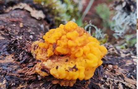 云南省食用菌产业发展研究院完善我国食用菌种质资源库建设新进展