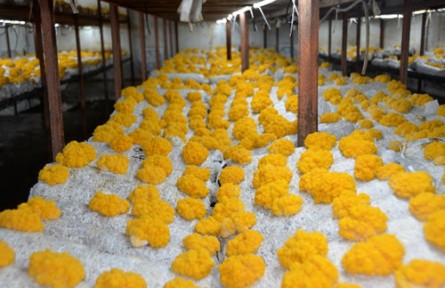 昆明食用菌研究所金耳工厂化栽培科技成果转化落地生“金”