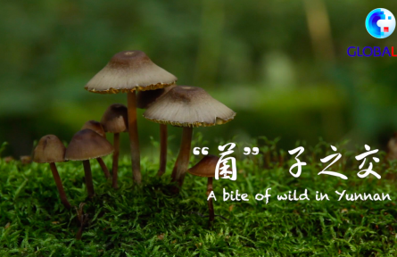 “菌”子之交——寻找生物多样性的奥秘