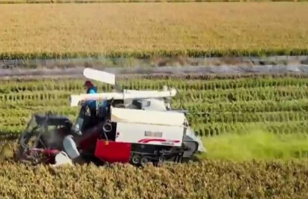 黑龙江：秋粮满仓销售忙