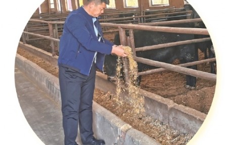 内蒙古巴彦淖尔张继新：返乡带富村民的“养牛大王”