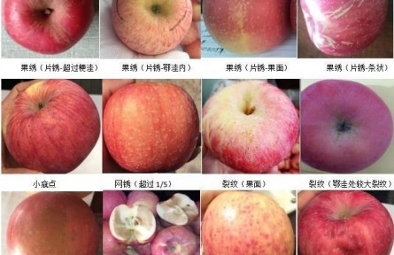 92、成果名称：苹果商贸流通质量分级检验与标准化控制