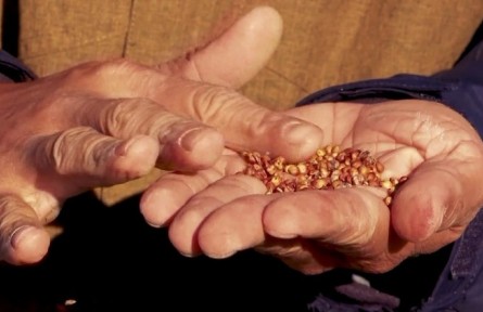 黑龙江黑河：高粱收获 演绎金秋“丰”景