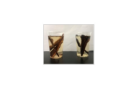 63、成果名称：灵芝子实体汽爆饮片茶加工技术