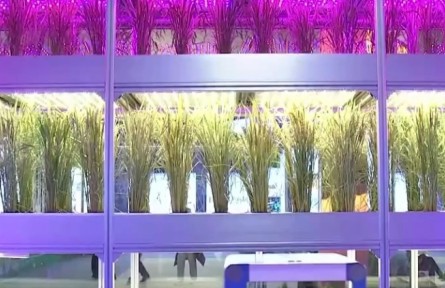 国家“十三五”科技创新成就展 新型水稻育种方式为粮食安全保驾护航