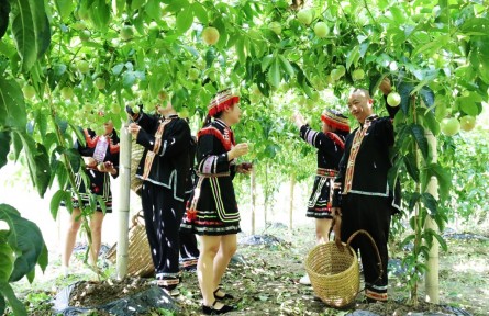 广西资源：党建引领百香果成“乡村振兴果”