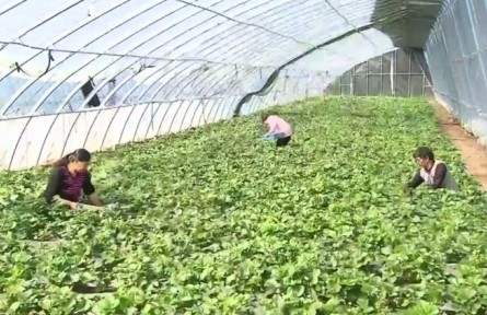 河北：特色产业提质增效 乡村振兴“渐入佳境”