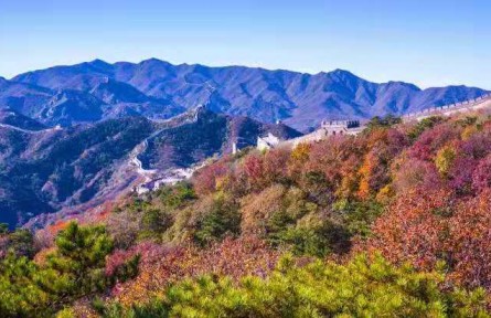 北京：八达岭长城秋色醉美