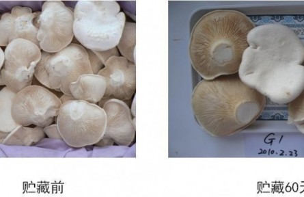 19、成果名称：食用菌贮运保鲜技术