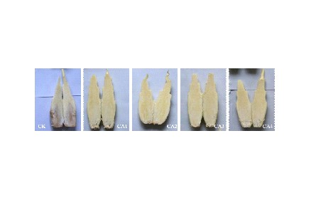 18、成果名称：茭白气调保鲜技术