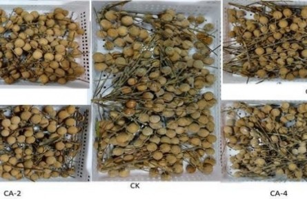12、成果名称：龙眼气调保鲜技术