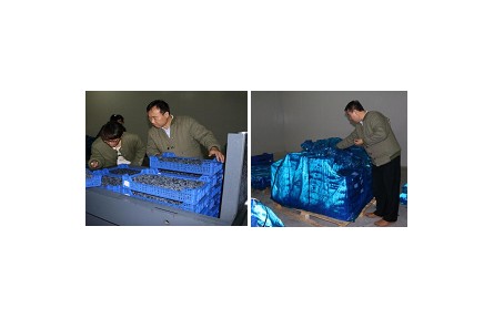 8、成果名称：蓝莓采后流通保鲜技术