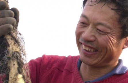 黑龙江黑河逊克县：白玉山药迎来收获季