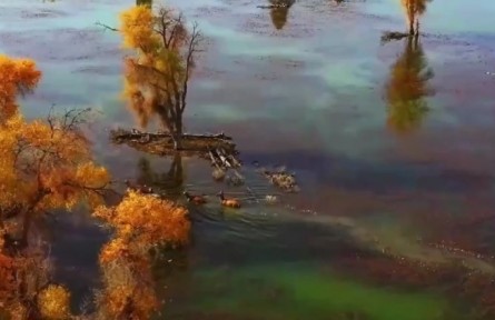 新疆阿克苏：水映金色胡杨林 马鹿悠闲渡河