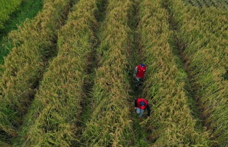 粮食节约行动方案 action plan on saving food