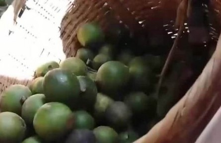 丰收中国·云南临沧：坚果丰收 完善产业链提高附加值