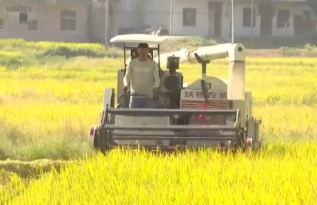 丰收中国·湖南衡阳：稻谷飘香农机忙 粮食丰收有保障