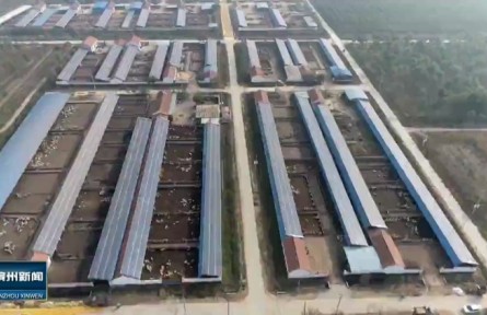 山东省滨州市沾化区：“上光下养 光畜互补”推动乡村振兴新发展