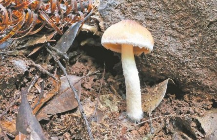 再次发现新物种 国家公园为武夷山生态保护注入新动能