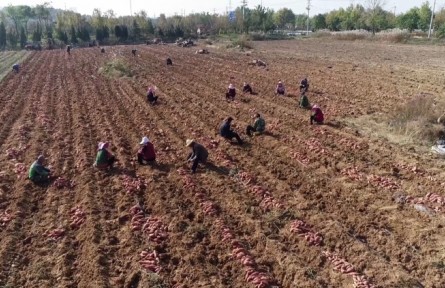 山东威海乳山市：小地瓜大产业 特色产业助农增收