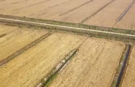 天津：从一粒良种到万亩良田