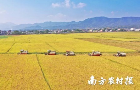 美“稻”了！广东丝苗米喜丰收