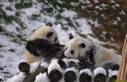快来围观秦岭大熊猫打雪仗！