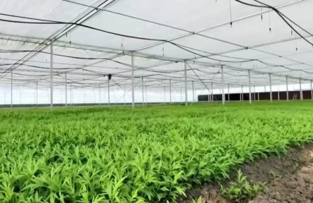安徽阜南：小芦蒿大产业 助力乡村振兴