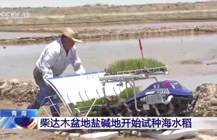 了不起！袁隆平团队在柴达木盆地盐碱地试种“海水稻”