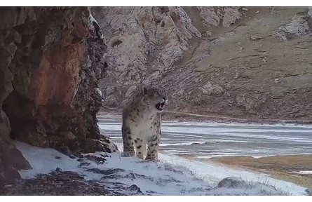 “雪山之王”何以归来