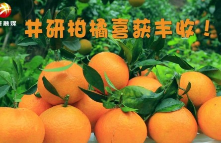 四川：井研柑橘飘香 农民喜迎丰收