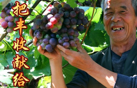 内蒙古包头东河区：我把丰收献给党