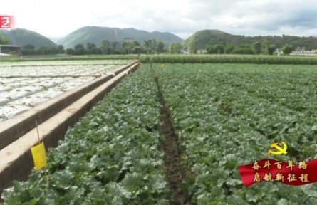 云南峨山：高原特色农业发展提速增效