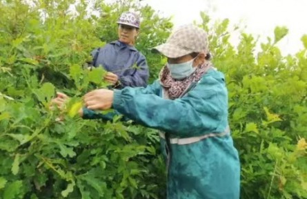 黑龙江哈尔滨：打造北纬45°优质蚕茧绿色带