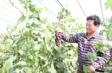 内蒙古呼和浩特玉泉区：“五彩农业”绘就乡村振兴多彩画卷