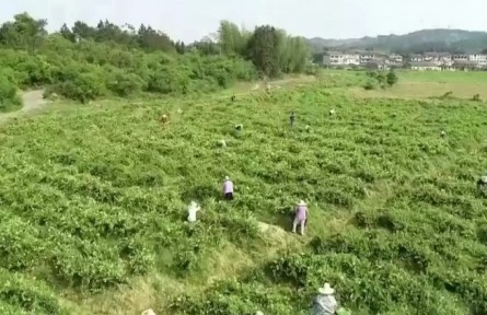 江西：种下中药材 美了乡村富了百姓